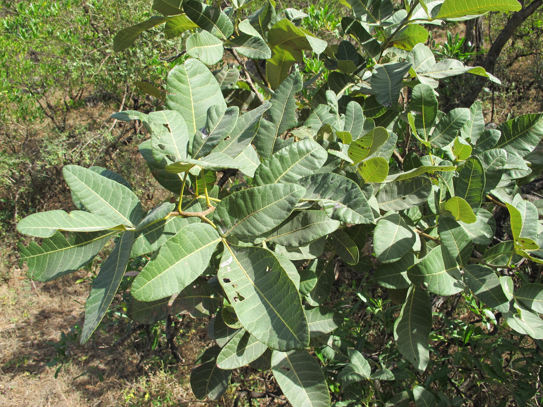 Plant Image